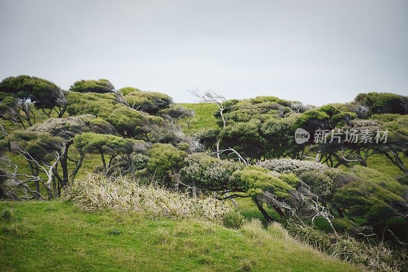 在郁郁葱葱的新西兰农田上被风吹拂的Kanuka (Kunzea ericoides)树林